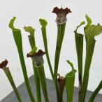観葉植物/サラセニア：アラータパー...