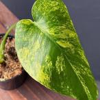 観葉植物モンステラデリシオーサイエ...