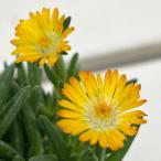 草花の苗 マツバギク おひさま花火 リド イエローアイ