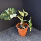 観葉植物クワズイモ斑入り7号25-01