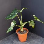 観葉植物クワズイモ斑入り7号25-04