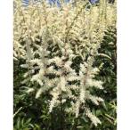 草花の苗 アスチルベ カプチーノ4.5号ポット