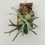 観葉植物/ビカクシダ：ウィリンキー...