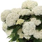 花木 庭木の苗 アジサイ（アメリカ） フラワーフル4号ポット