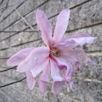 花木庭木の苗ヒメコブシヒメコブシ桃...