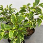 観葉植物フィカスベンジャミン・ラブ...