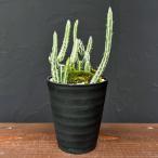 観葉植物セネシオスタペリフォルミス...