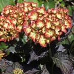 花木 庭木の苗 アジサイ ライト・マイ・ファイヤー 3号ポット