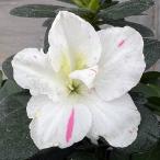  Azare a Rav Lee жемчуг 5 номер растение в горшке 