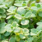 ハーブの苗 アロマティカス3号ポッ�