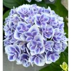 花木 庭木の苗 アジサイ 麟鳳亀竜（リンポウキリュウ）3-3.5号ポット