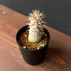 観葉植物パキポディウムデンシフロー...