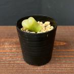 観葉植物コノフィツムマウガニー2....