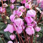 草花の苗 シクラメン ウィンターベル・ピンク3号ポット