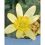  луговые и горные травы. рассада himeryu поплавок nka кофе крем 2.5 номер pot 