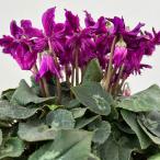 シクラメン ブルークリスタータ 5号鉢