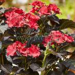 花木 庭木の苗 アジサイ アフターミッドナイト4号ポット