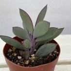 観葉植物セネシオクラシハマタ2.5...