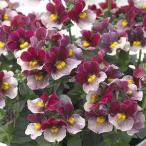 草花の苗ネメシアコットンカシス3-...