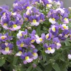 草花の苗ネメシアコットングレープ3...