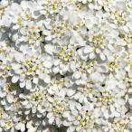 草花の苗イベリスエンジェルベール3...