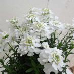 草花の苗イベリスブライダルブーケ2...