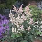 草花の苗 アスチルベ エウロパ（ヨーロッパ）3.5号ポ