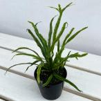 山野草の苗 シダ ノキシノブ 彗星 3号ポット