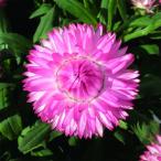 草花の苗ヘリクリサムコロロジャンボ...