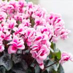 （わけあり特価）シクラメン メルシー（旧パピヨン 八重咲き）4号鉢