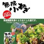 野菜の苗無限小ねぎ3号ポット6ポッ...