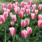  тюльпан man ti-zcho стул 1 лампочка .....3 номер глубокий pot 