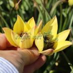 . вид серия тюльпан Rucka 2 лампочка ..3 номер pot 