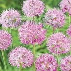  allium low ji- Dream 3 лампочка ..3 номер pot 