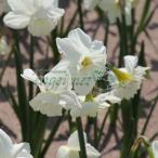  нарцисс ( нарцисс ) L ведро z voice 1 лампочка ..3 номер pot 