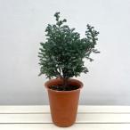  Hanaki садовое дерево. рассада хвойное дерево (sawala) Bluebird ( мяч bird ) 6 номер растение в горшке 