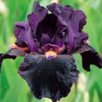 . цветок. рассада german Iris De Ville me Ikea 3.5 номер pot 