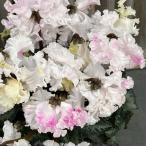 シクラメン さかもと園芸さん試作株 ホワイトピンク系（25-07）5号鉢植え