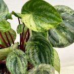 観葉植物ぺぺロミア雪兎3.5号鉢植え