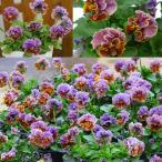 草花の苗春待ちビオラMSKガーデン...