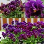 草花の苗春待ちビオラMSKガーデン...
