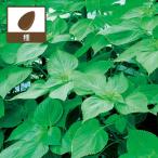 シソ えごま（黒種子�