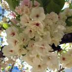 花木 庭木の苗 桜 鬱金（ウコン）接