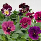 草花の苗ビオラ宮崎ビオラボルドー3...