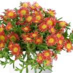 草花の苗 マツバギク おひさま花火 サンドジェム ダー