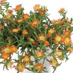 草花の苗 マツバギク おひさま花火 サンドジェム エン