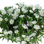草花の苗 マツバギク おひさま花火 サンドジェム ホワ