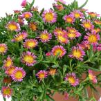 草花の苗 マツバギク おひさま花火 サンドジェム フク