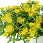 草花の苗 マツバギク おひさま花火 サンドジェム イエ