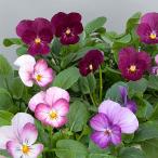草花の苗ビオラこももこべに3号ポッ...